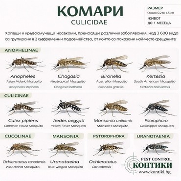 Инфографика за комари (Culicidae) – видове комари, подсемейства, размер и живот