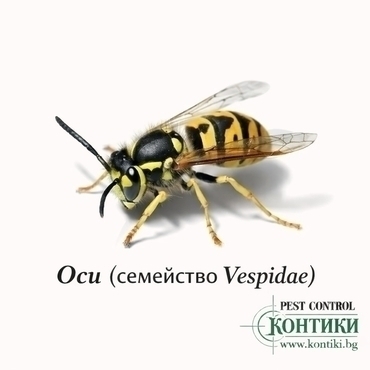 Оси - Vespidae 