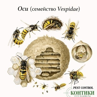 Оси (семейство Vespidae) и тяхното гнездо – разпознаване и контрол