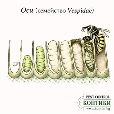 Жизнен цикъл на оси (семейство Vespidae) в гнездови клетки
