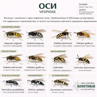 Инфографика за оси (Vespidae) – видове оси, подсемейства и живот