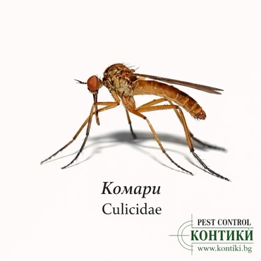 Комари - Culicidae