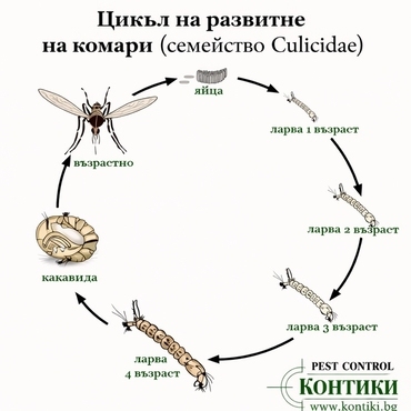 Цикъл на развитие на комари (семейство Culicidae) – яйце, ларви, какавида и възрастно