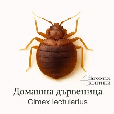 Домашна дървеница Cimex lectularius