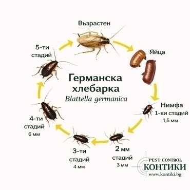 Жизнен цикъл на германска хлебарка (Blattella germanica)