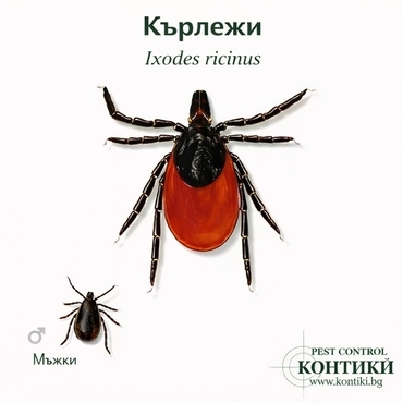 Кърлежи Ixodes Ricinus