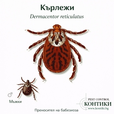 Кърлежи Dermacentor reticulatus – женски и мъжки екземпляр