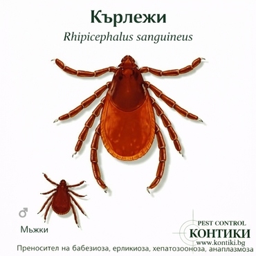 Кърлежи Rhipicephalus sanguineus – женски и мъжки екземпляр