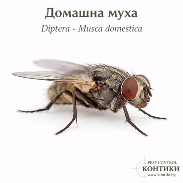 Домашна муха - musca domestica