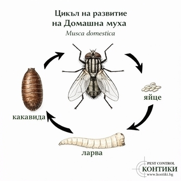 Цикъл на развитие на домашна муха (Musca domestica)