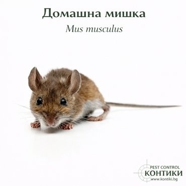 Домашна мишка - musculus 