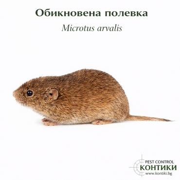 Обикновена полевка