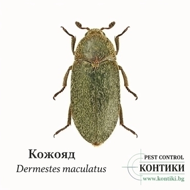 Кожояд - Dermestes maculatus 