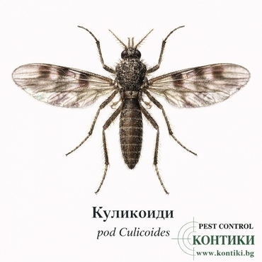Куликоиди - род Culicoides
