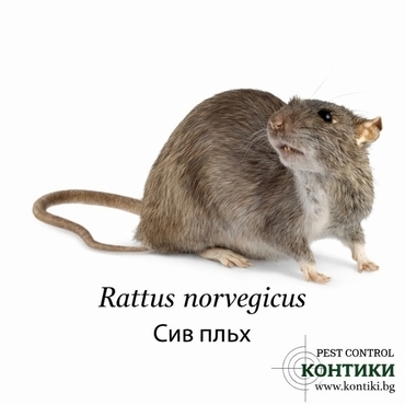 Сив плъх Rattus Norvegicus