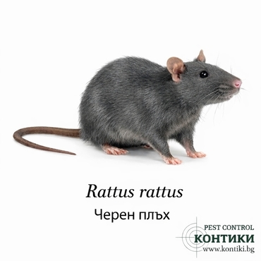 Черен плъх Rattus 