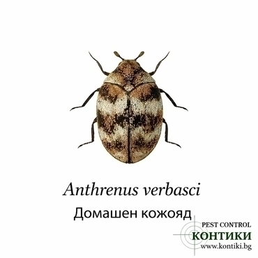 Домашен кожояд Anthrenus verbasci