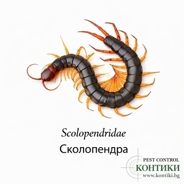 Сколопендра Scolopendridae