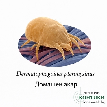 Домашен акар Dermatophagoides pteronyssinus