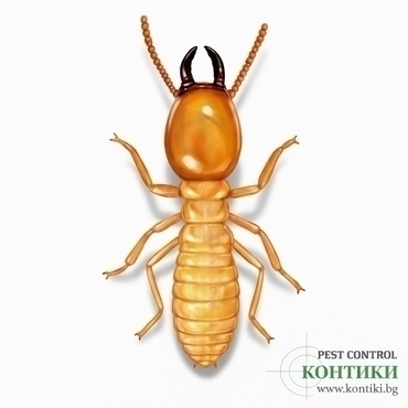 Термити в България