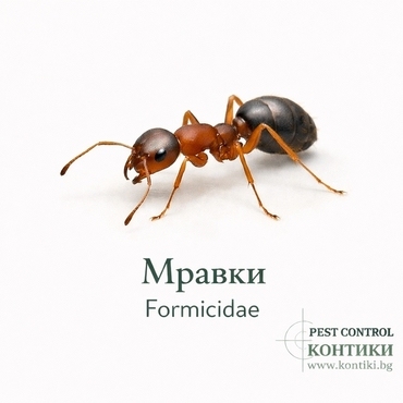 Мравки - Formicidae