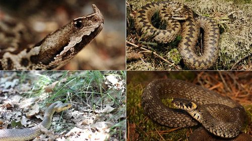 Видове змии в България – пълен определител на отровните и неотровните змии