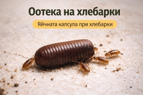 Яйца на хлебарки – как изглеждат, къде се крият и как да ги унищожим