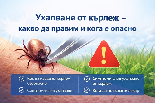 Ухапване от кърлеж: какво да правим и как правилно да премахнем кърлеж