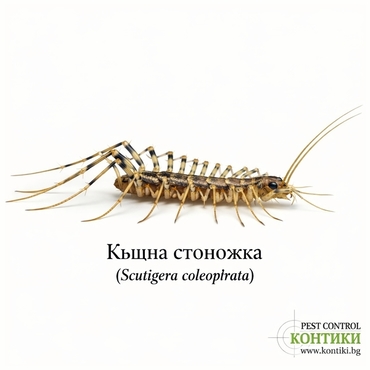 Домашна къщна стоножка Scutigera coleoptrata в страничен изглед – пълзящ вредител в България