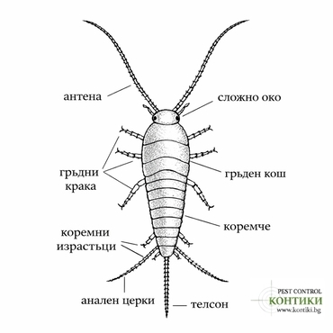 Анатомия на люспеница (Lepisma saccharinum) – схема с означени части на тялото