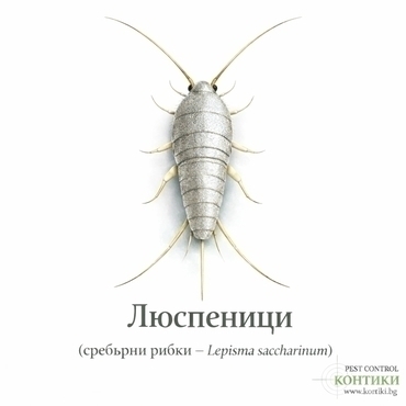 Люспеници (сребърни рибки – Lepisma saccharina)