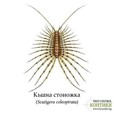 Къщна стоножка (Scutigera coleoptrata)