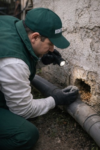 Как да разбереш откъде влизат плъховете в дома? (Реален метод стъпка по стъпка)