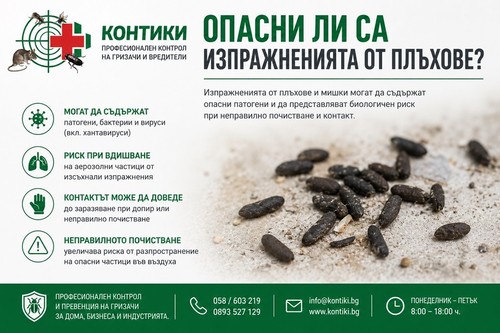 Опасни ли са изпражненията от плъхове и какви рискове крият
