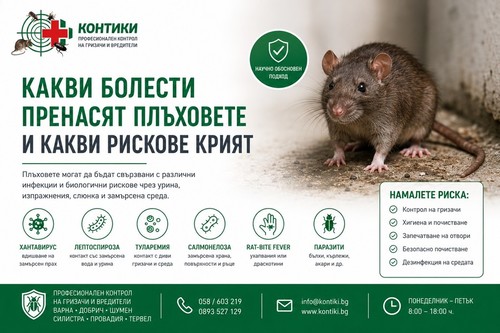 Какви болести пренасят плъховете и какви рискове крият гризачите