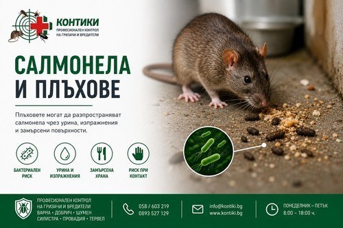 Салмонела и плъхове: могат ли гризачите да разпространяват салмонела?