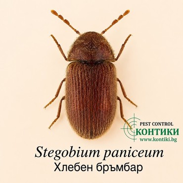 Хлебен бръмбар Stegobium paniceum