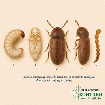 Илюстрация на хлебен бръмбар Stegobium paniceum – ларва, какавида, възрастно насекомо, страничен изглед и антена