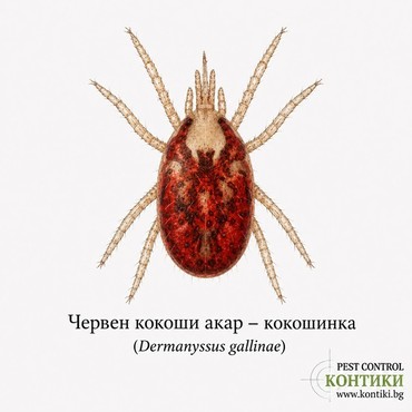 Червен кокоши акар – кокошинка (Dermanyssus gallinae)
