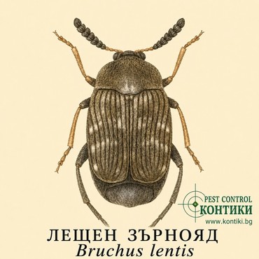 Лещен зърнояд (Bruchus lentis)