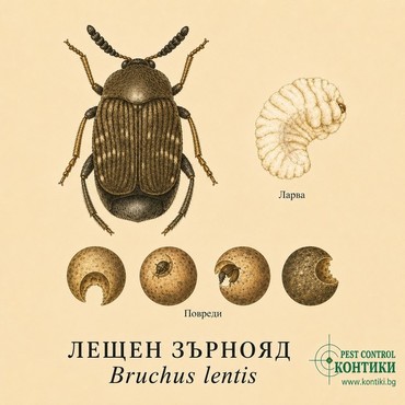 Лещен зърнояд Bruchus lentis – възрастно насекомо, ларва и повредени зърна леща