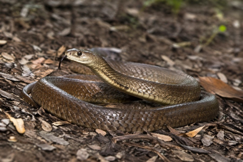 [/userfiles/files/kafyava-zmiya-pseudonaja-textilis-uhapvane.jpg]