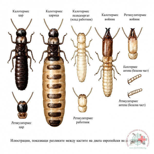 [/userfiles/files/kalotermes-reticulitermes-kasti-termiti-bulgaria-watermark.jpg]