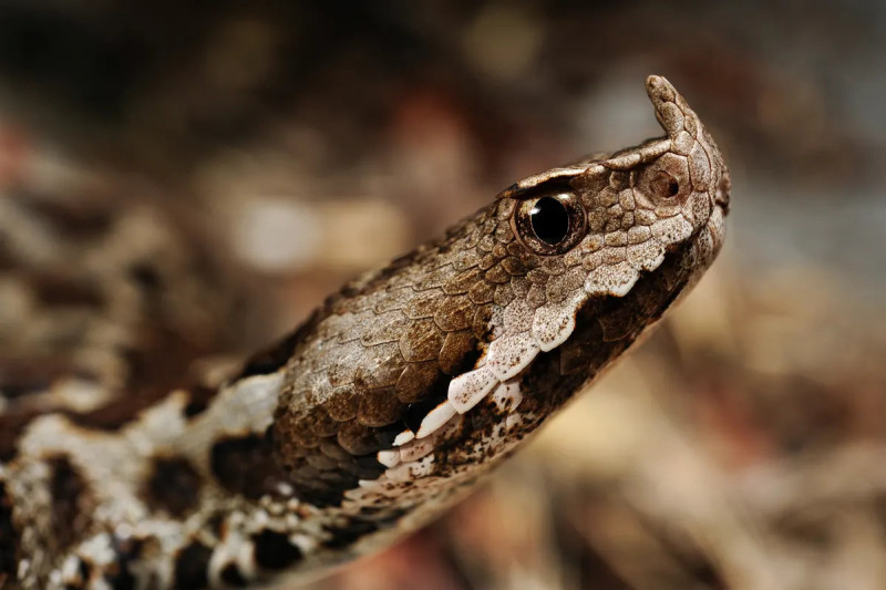 [/userfiles/files/pepelyanka-zmiya-v-balgaria-vipera-ammodytes.jpg]