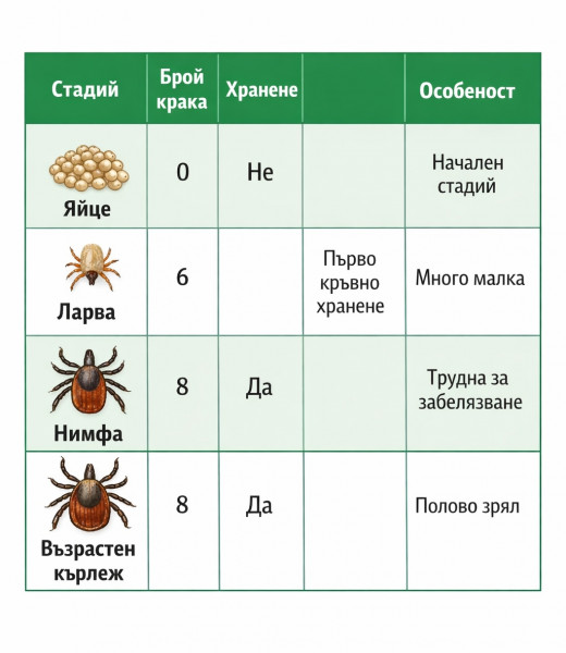 [/userfiles/files/stadii-na-razvitie-na-karlezhite-jiznen-cikul.jpg]